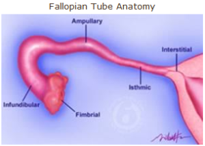 Fallopian_Tube_Anatomy