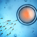 after-fertilization-of-egg-hcg-is-made-during-menstrual-cycle