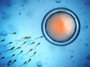 after-fertilization-of-egg-hcg-is-made-during-menstrual-cycle