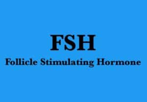 release-of-fsh-starts-menstrual-cycle