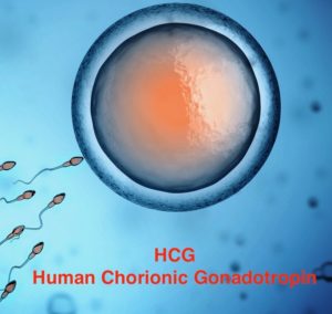 HCG-is-made-by-early-fertilized-egg