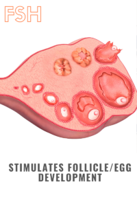 FSH-stimulates-ovary-to-produce-follicles-and-eggs