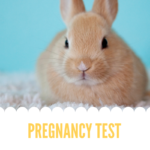 history-of-modern-pregnancy-test
