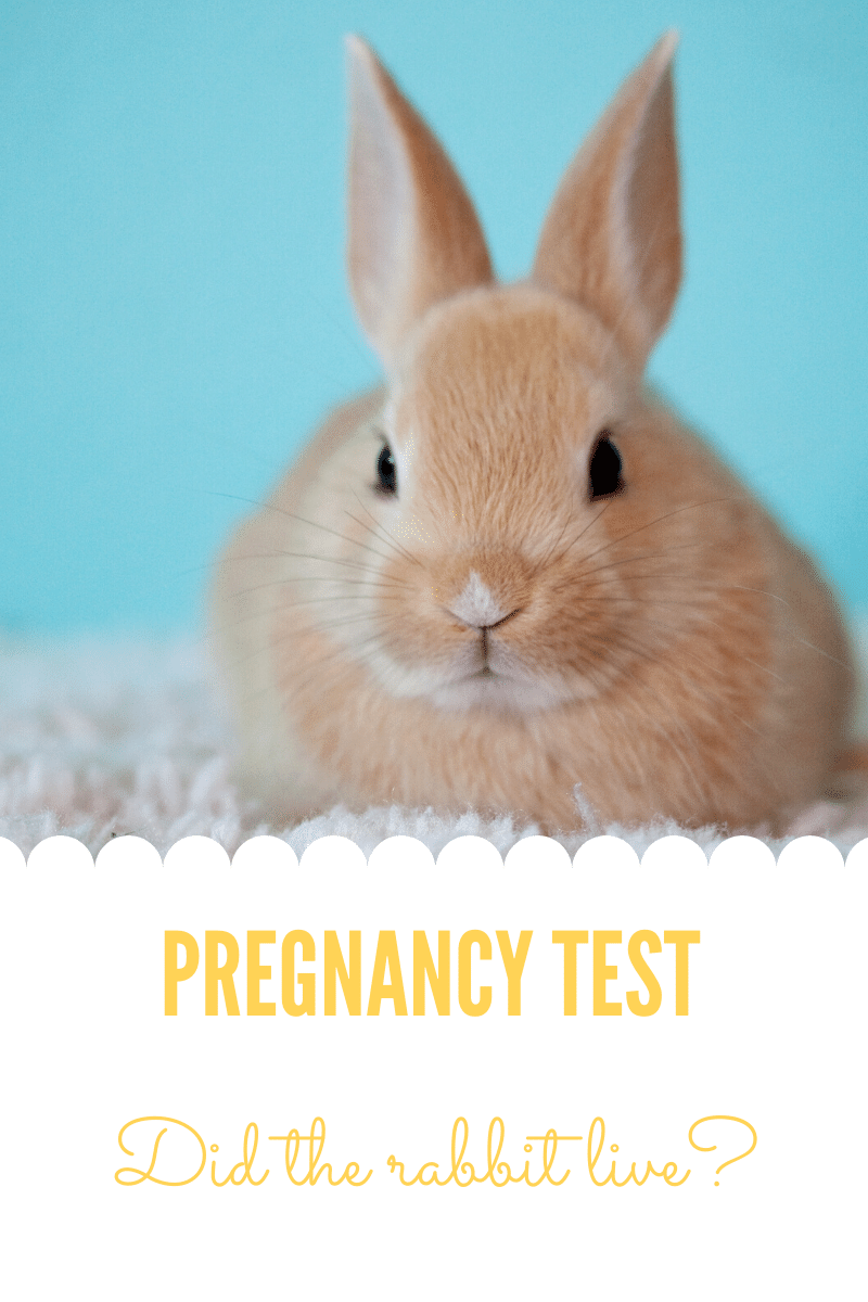 history-of-modern-pregnancy-test