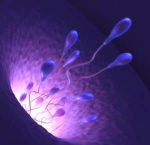 sperm-are-the-best-test-to-determine-if-your-tubes-are-open-after-tubal-reversal-surgery
