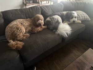 Tubal-Ligation-Reversal-Dr-Harris-His-Dogs