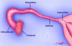 Fallopian Tube Anatomy