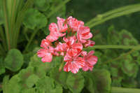 Picture of summer flower in front of the tubal reversal center.