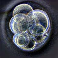 Zygote formation, which can occur after tubal ligation reversal or IVF.