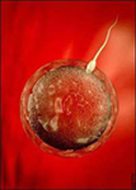 pregnany-rates-vary-depending-on-cause-of-infertility