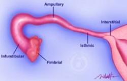 anatomy of a normal fallopian tube