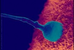 when should a semen test be done